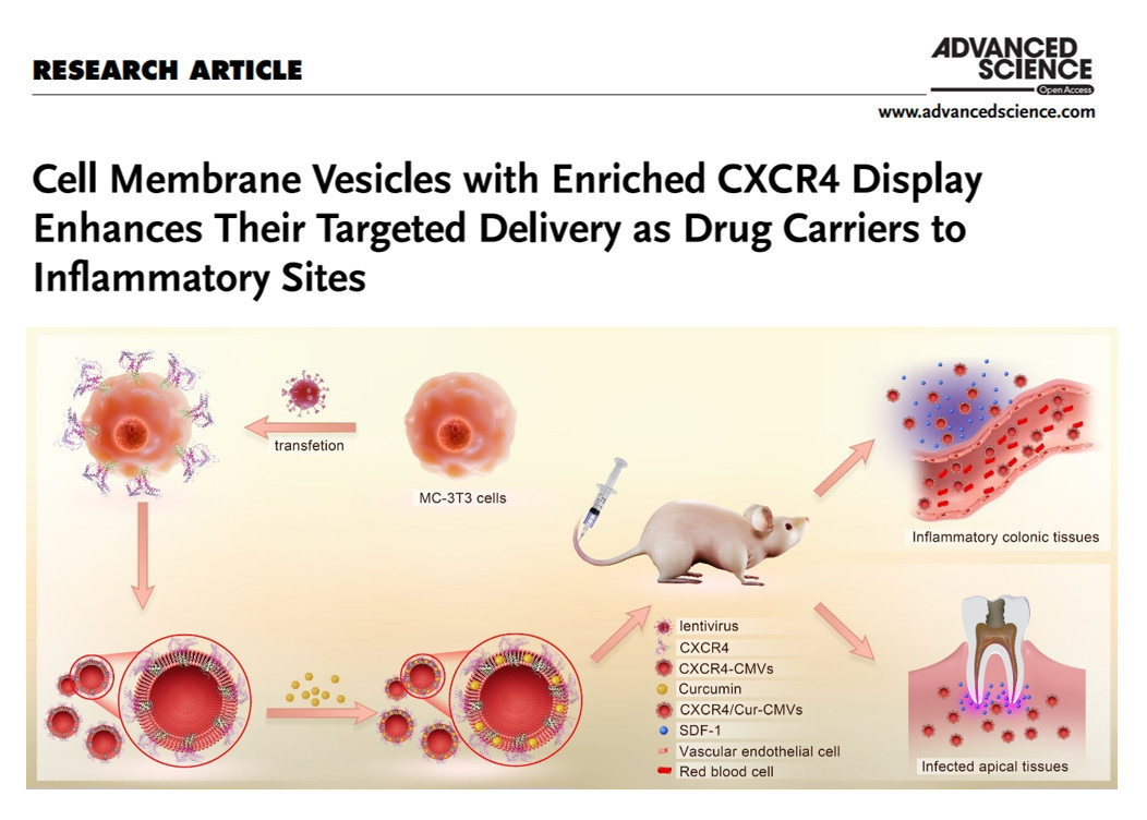 天游中心夏斌、邓旭亮研究团队发表炎症靶向基因工程细胞微囊泡研究成果