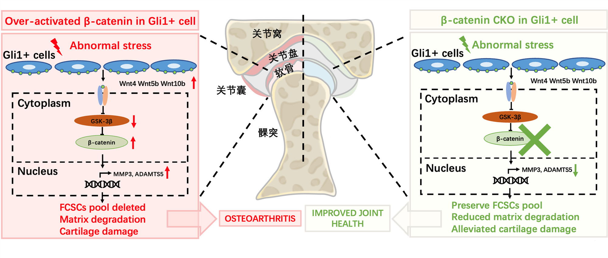 北大口腔贺洋团队在颞下颌关节骨关节病领域发表新成果